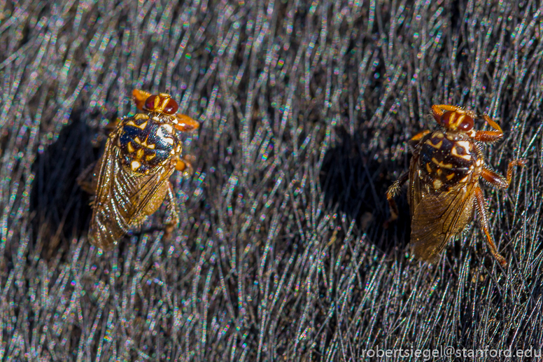 zebu flies